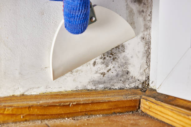  Dundalk, MD Mold Removal Pros