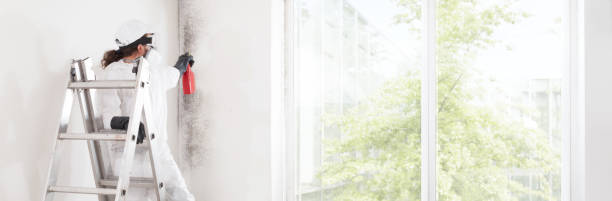 Reliable Dundalk, MD Mold Removal Solutions